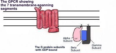Simplified diagram of a typical GPCR and associated G protein as found in dopamine signalling